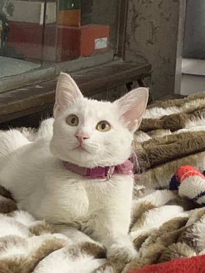 White turkish breed male cat