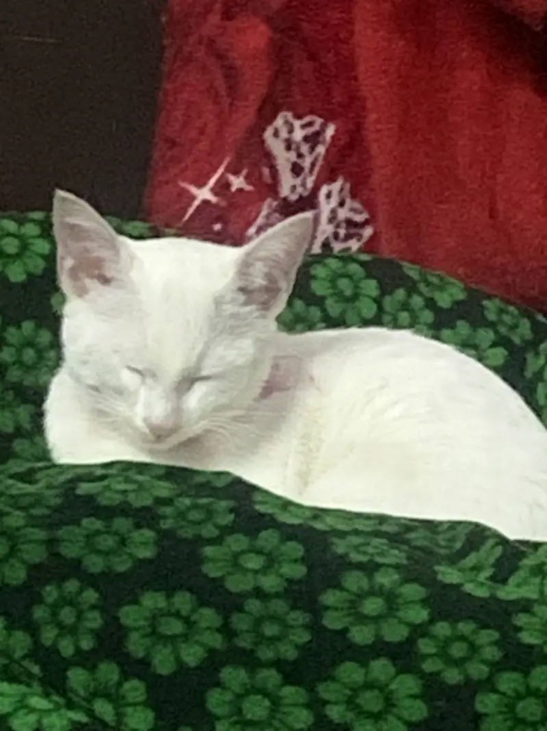 White turkish breed male cat — photo 2