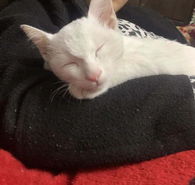 White turkish breed male cat — photo 3