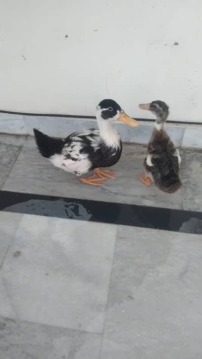 Desi Ducks