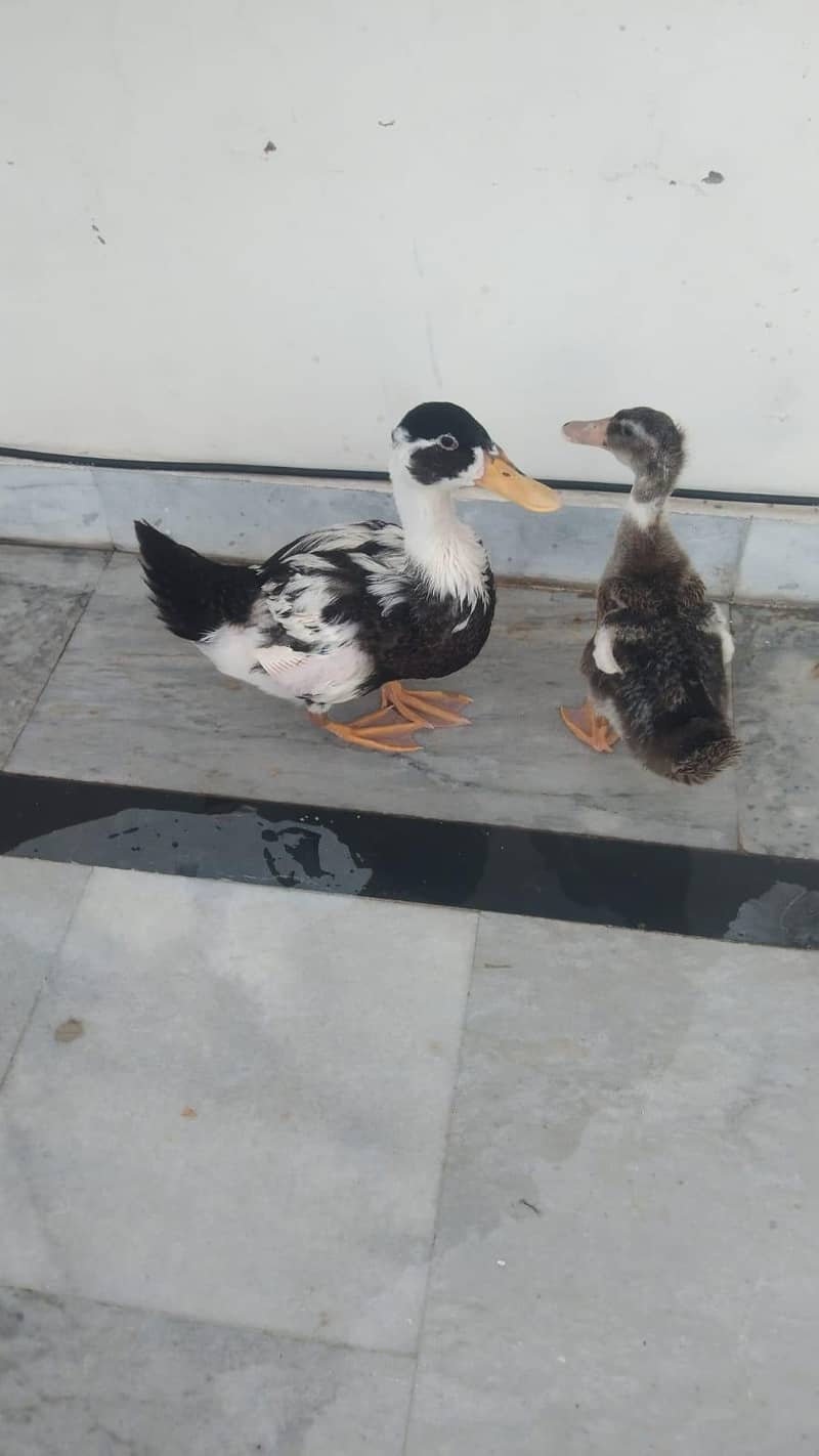 Desi Ducks 0