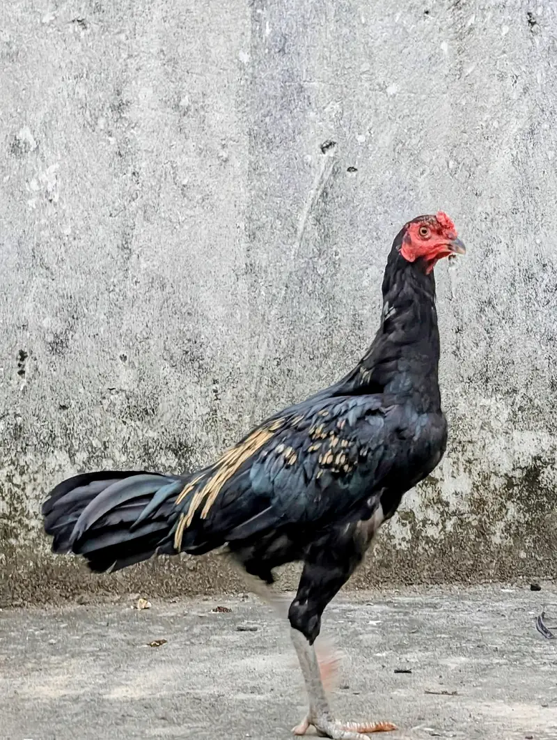 High quality Jawa murgha available for sell Whatsapp: 03159640025 — photo 2