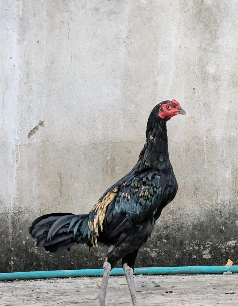 High quality Jawa murgha available for sell Whatsapp: 03159640025 — photo 3