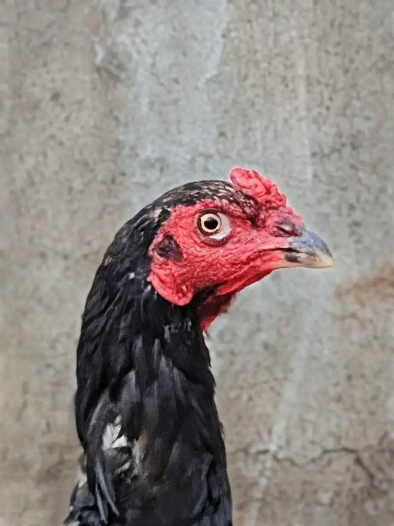High quality Jawa murgha available for sell Whatsapp: 03159640025 — photo 4