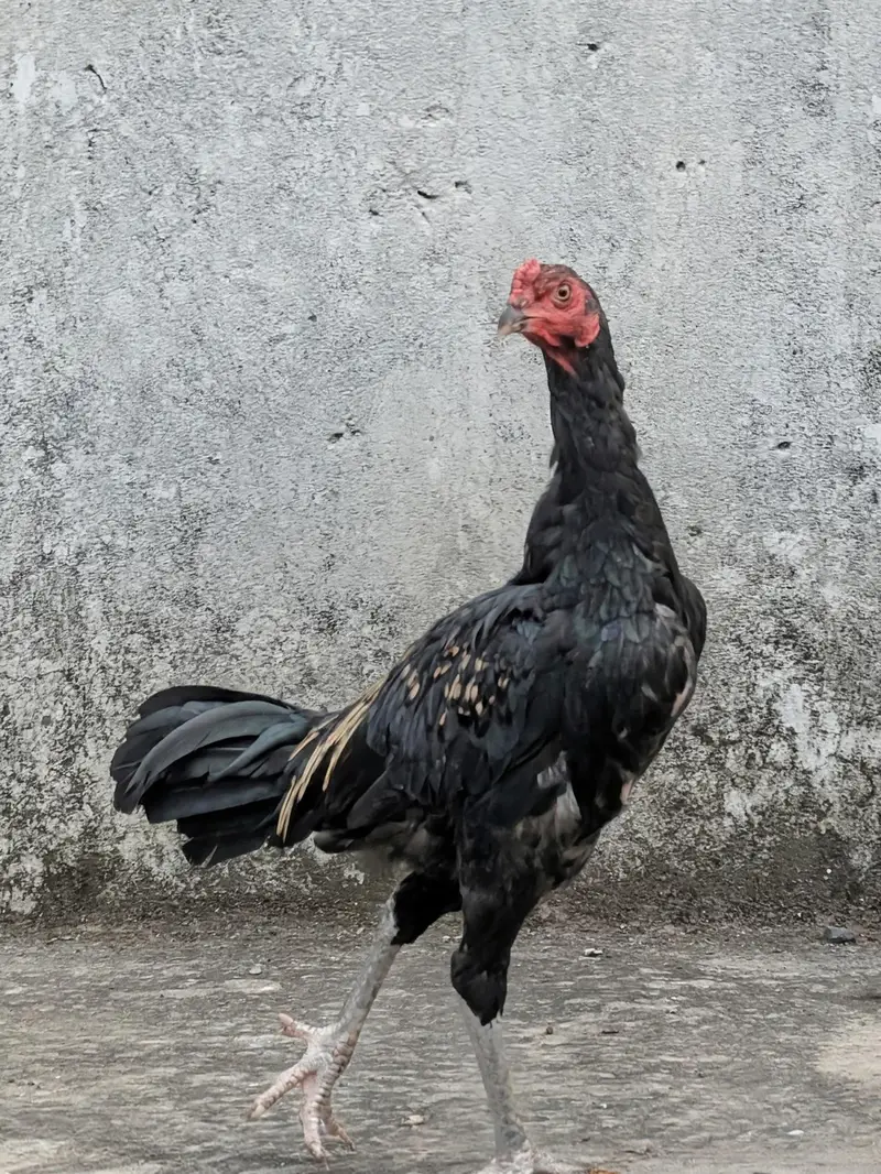 High quality Jawa murgha available for sell Whatsapp: 03159640025 — photo 5
