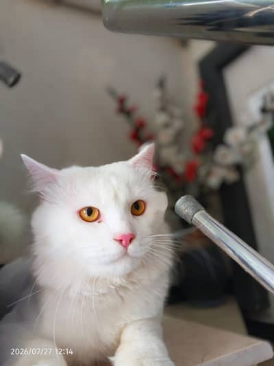 White persian male cat