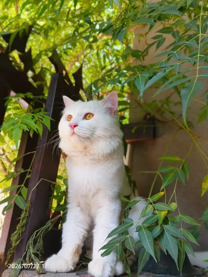 White persian male cat — photo 2