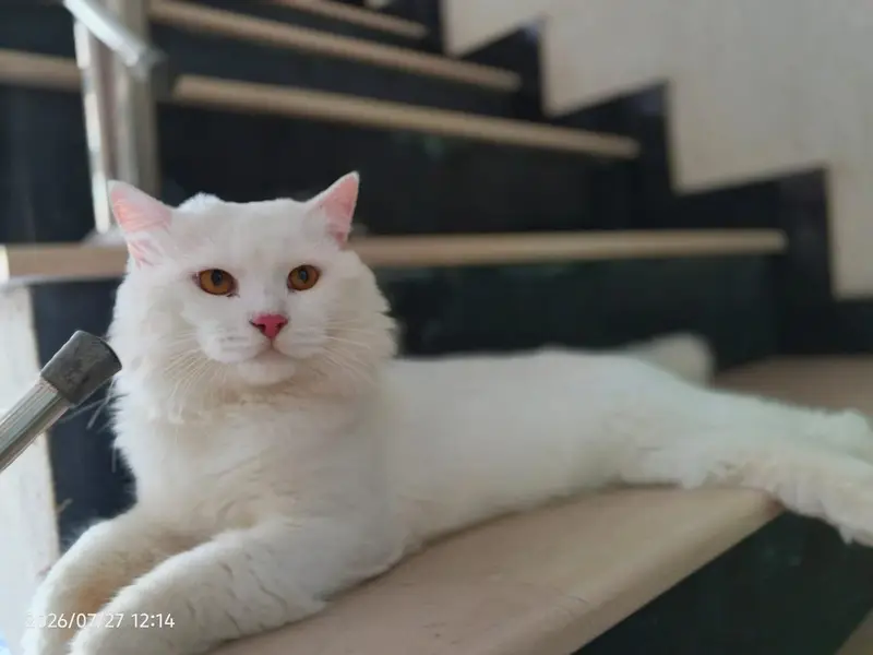 White persian male cat — photo 3