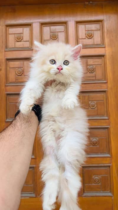 Cash on delivery persian cats & Kittens Available- Healthy & Playfull