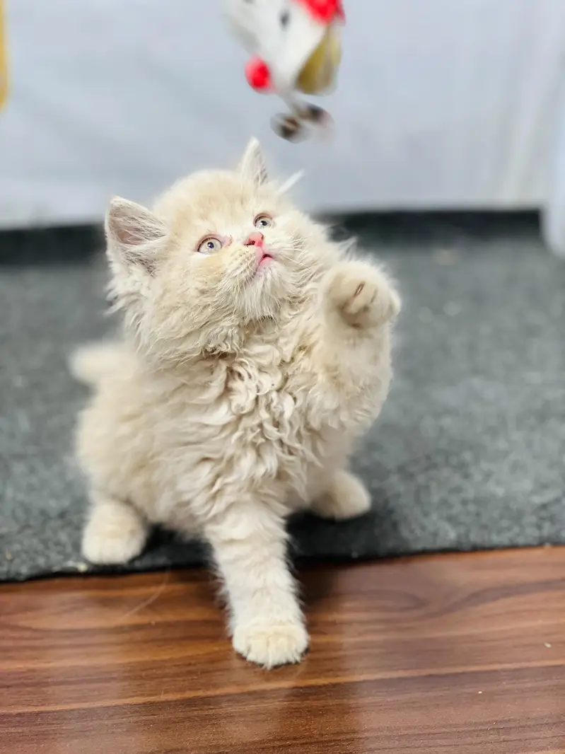 Cash on delivery persian cats & Kittens Available- Healthy & Playfull — photo 6