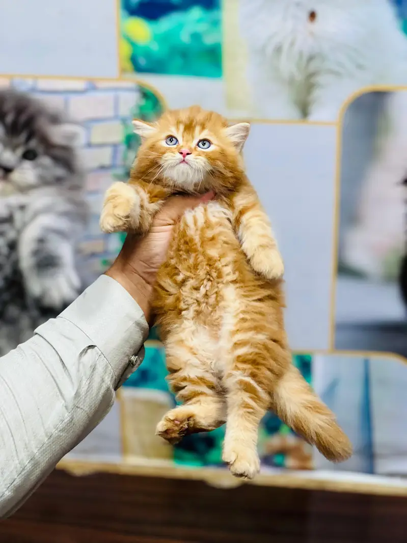 Cash on delivery persian cats & Kittens Available- Healthy & Playfull — photo 8