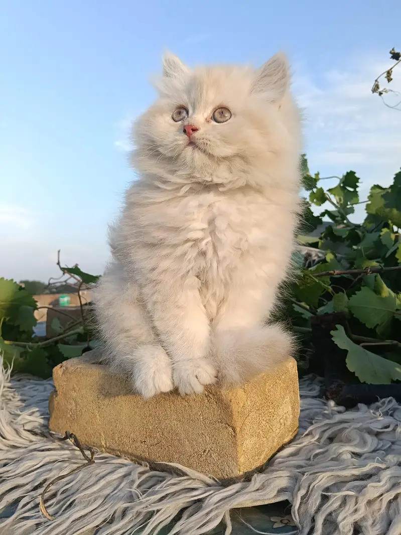 Cash on delivery persian cats & Kittens Available- Healthy & Playfull — photo 9