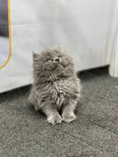 Cash on delivery persian cats & Kittens Available- Healthy & Playfull