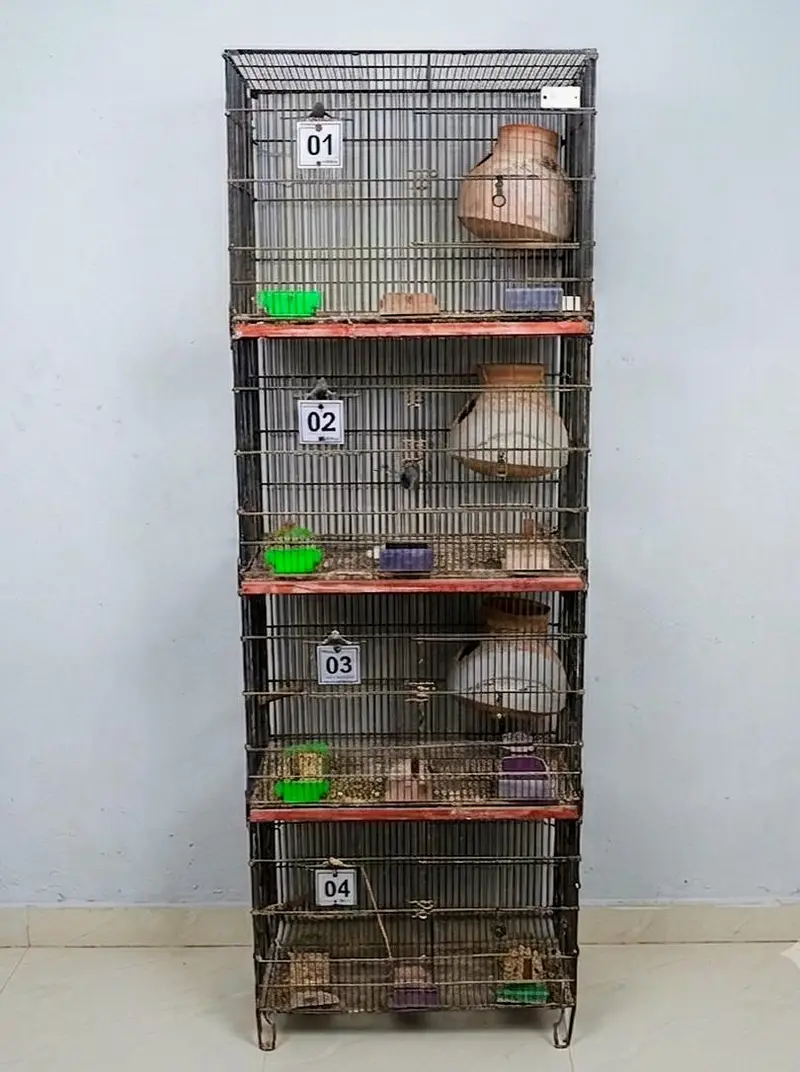 7 Master Cages [Pinjra] For Sale Vip Condition — photo 2