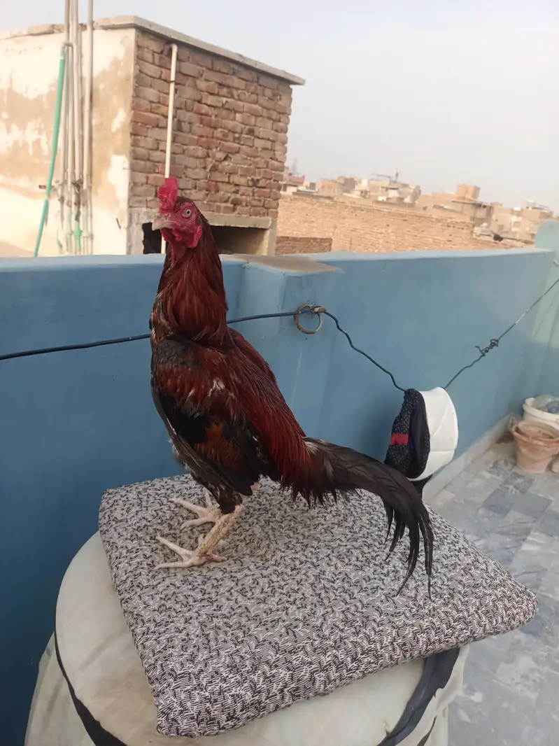 aseel murga — photo 4
