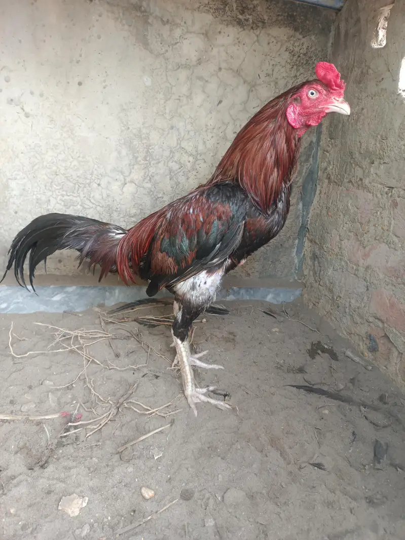 aseel murga — photo 5