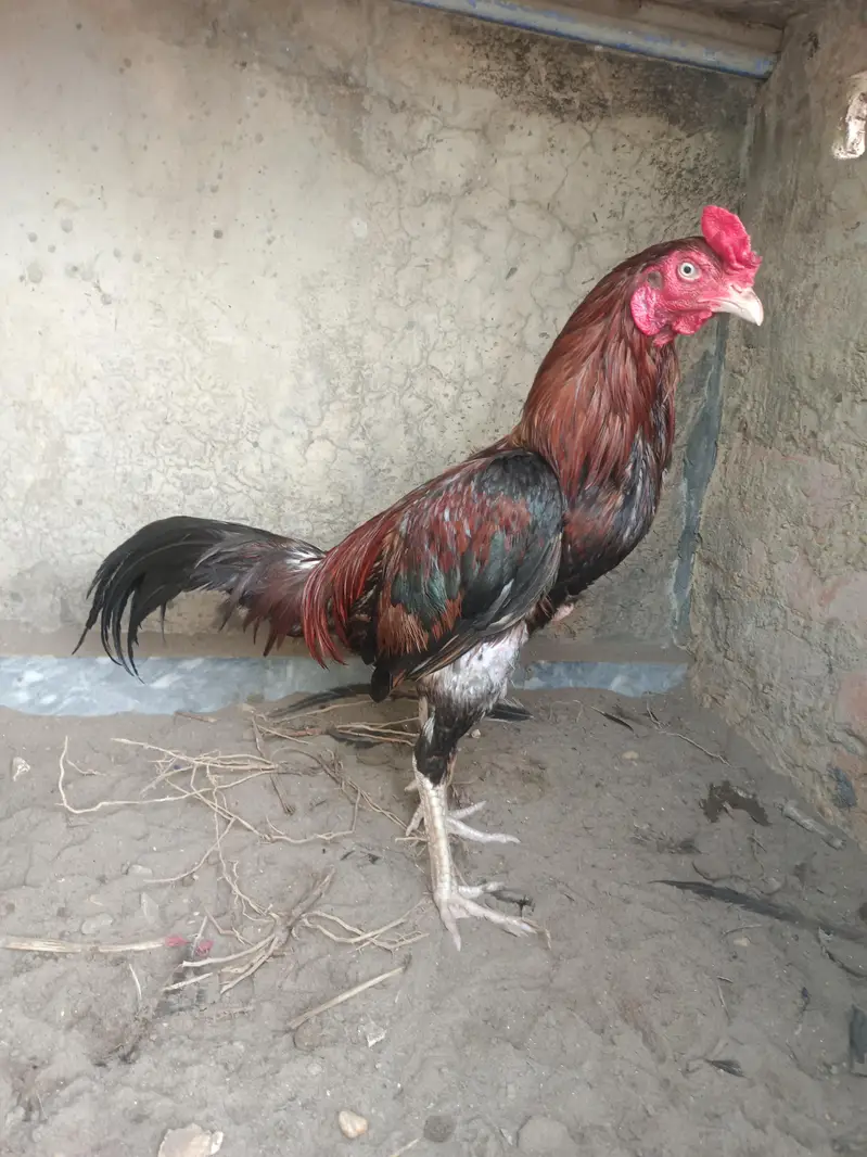 aseel murga — photo 6