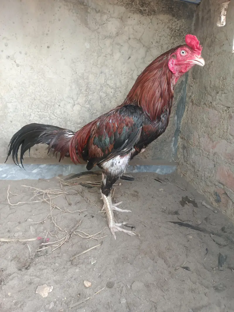 aseel murga — photo 7