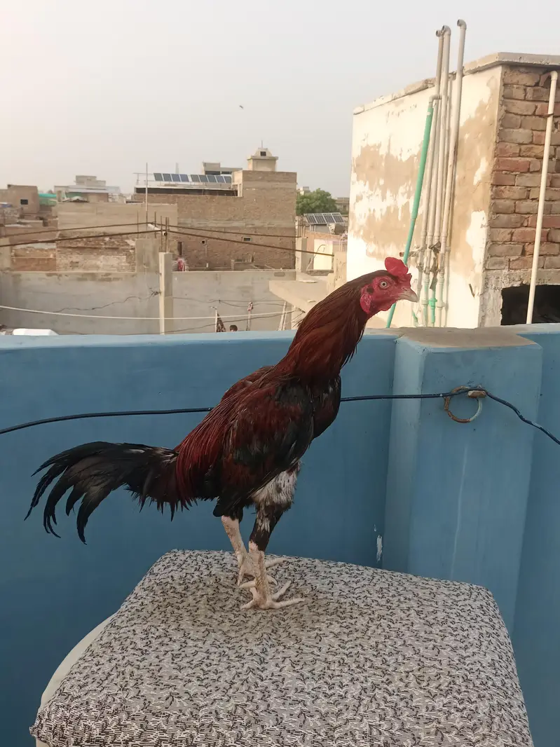 aseel murga — photo 8