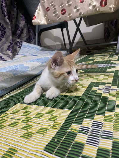 Persian kittens pair for urgent sale