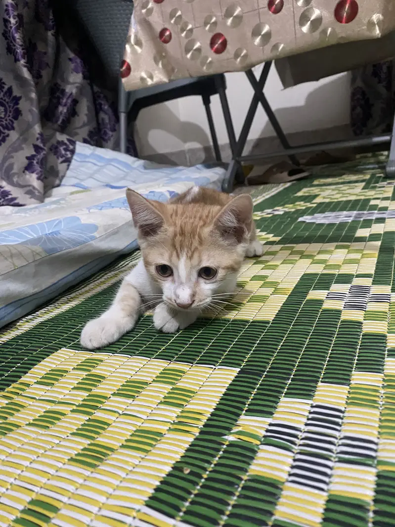 Persian kittens pair for urgent sale — photo 2