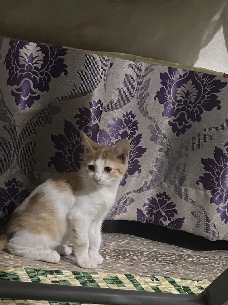 Persian kittens pair for urgent sale — photo 3