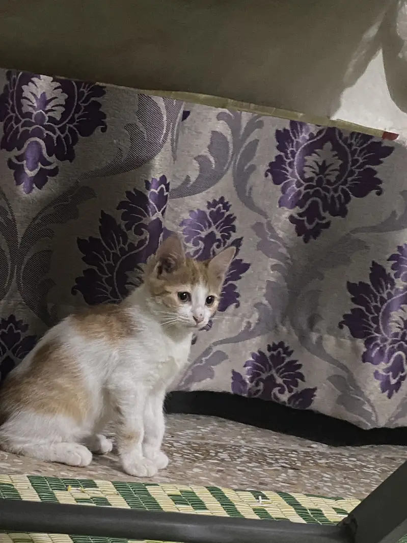 Persian kittens pair for urgent sale — photo 4