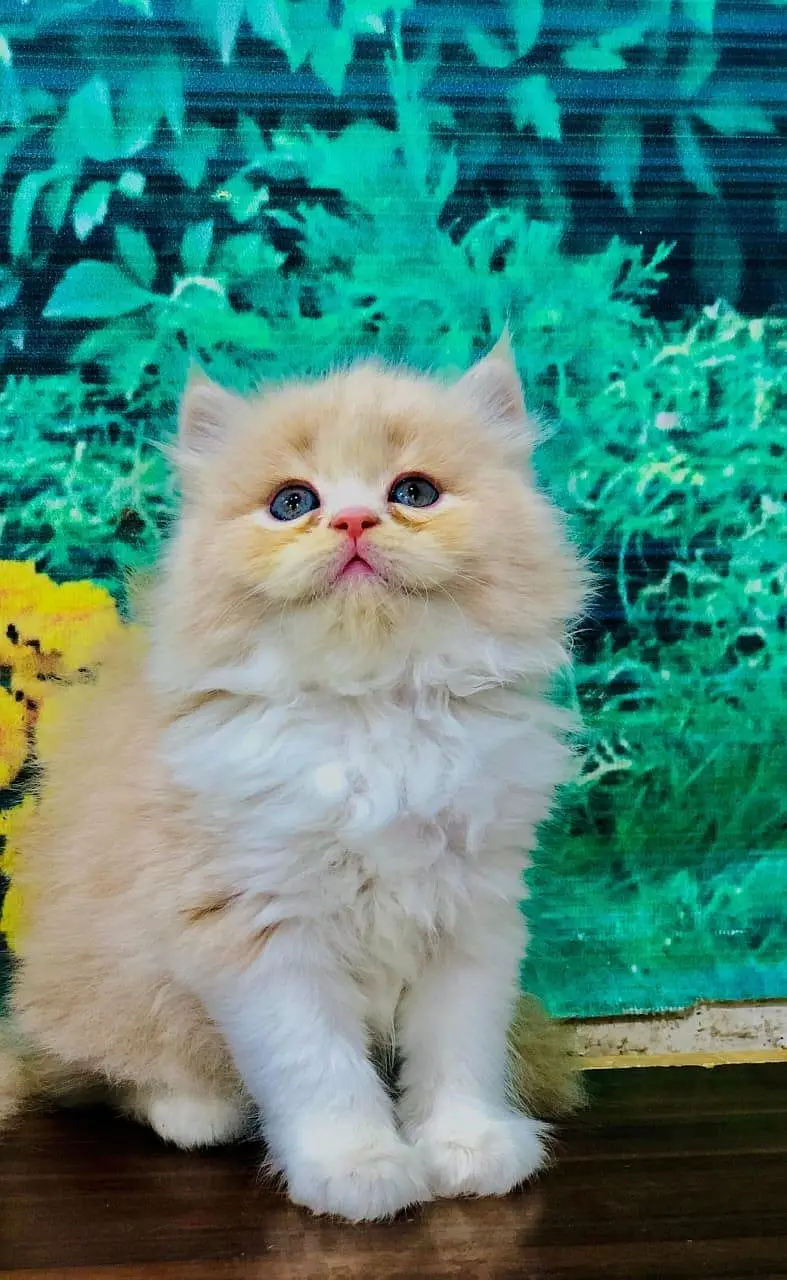 cash on delivery parshion kitten cat male female — photo 10