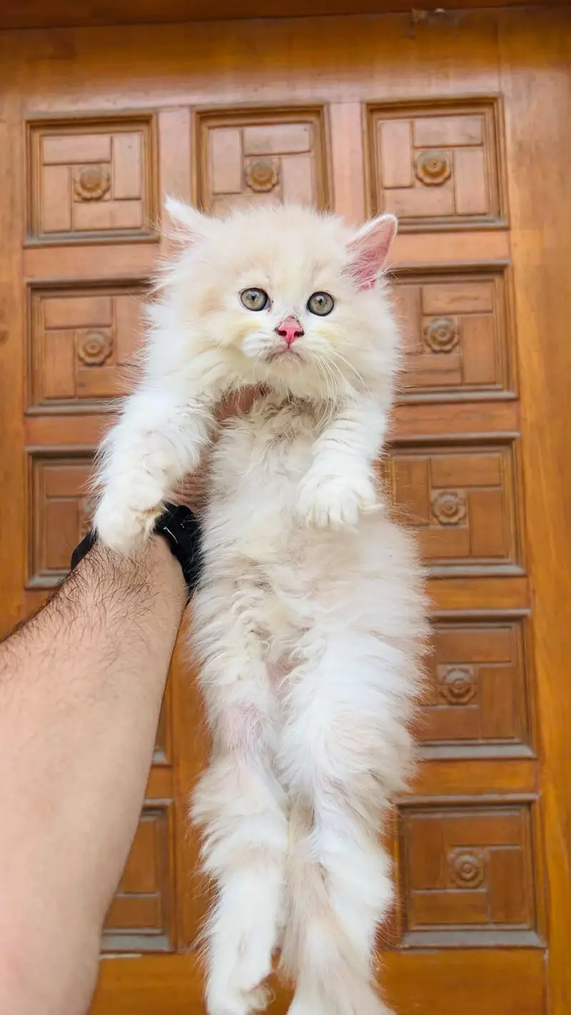 Cash on delivery persian cats & Kittens Available- Healthy & Playfull — photo 3