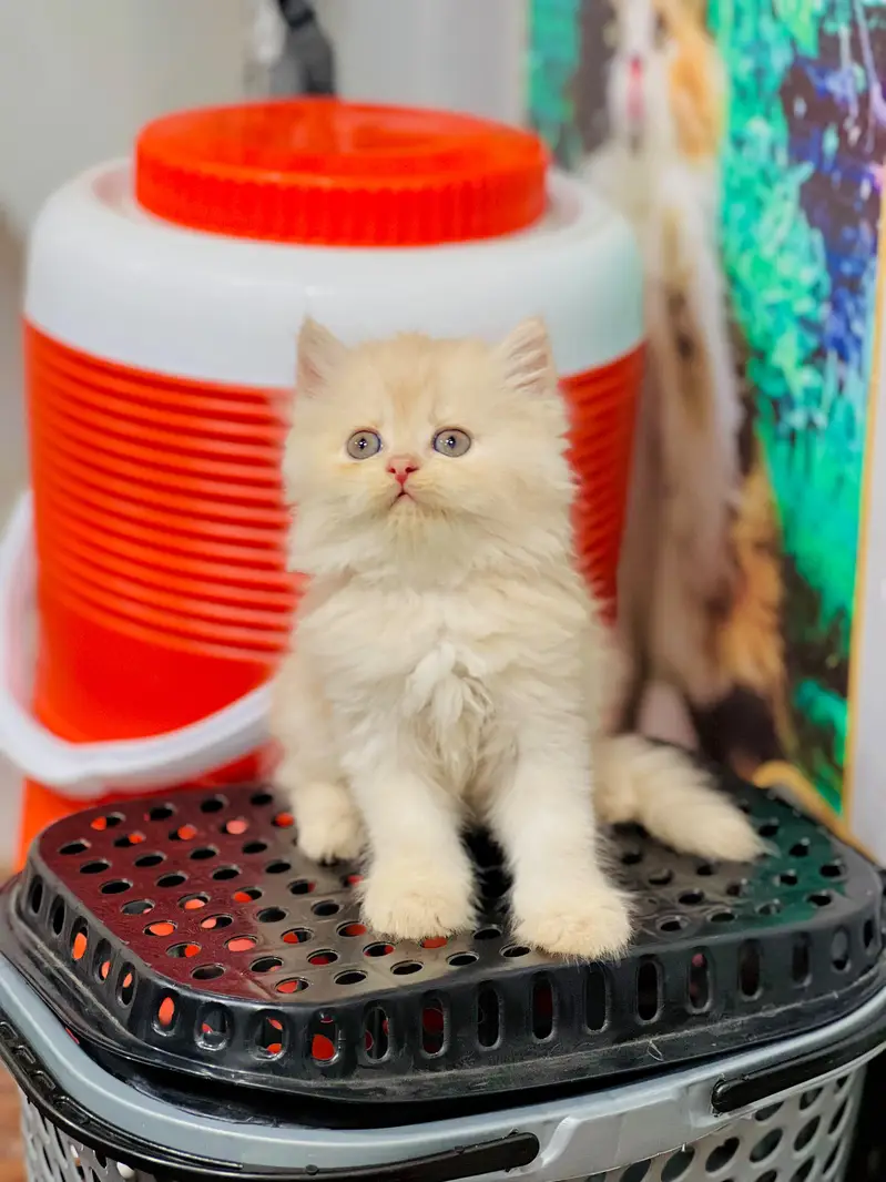 Cash on delivery persian cats & Kittens Available- Healthy & Playfull — photo 5