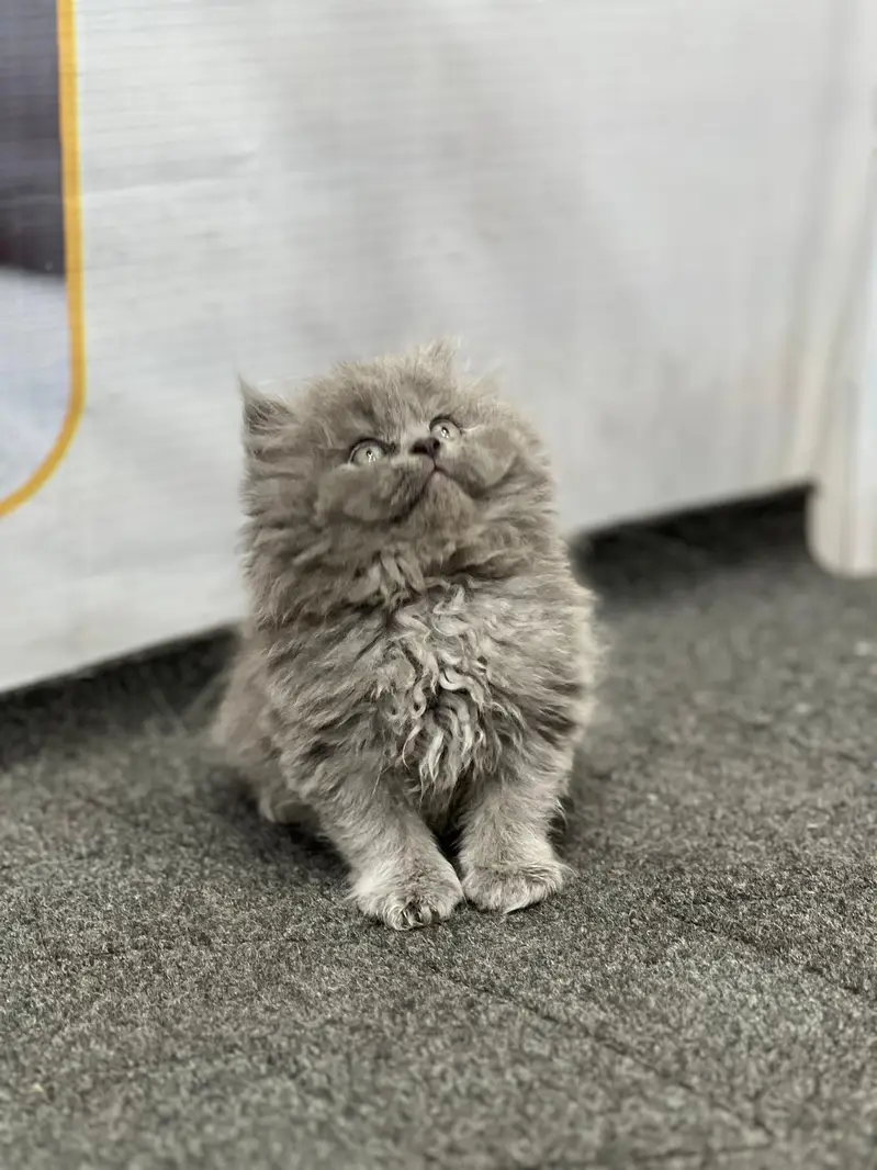 Cash on delivery persian cats & Kittens Available- Healthy & Playfull — photo 8