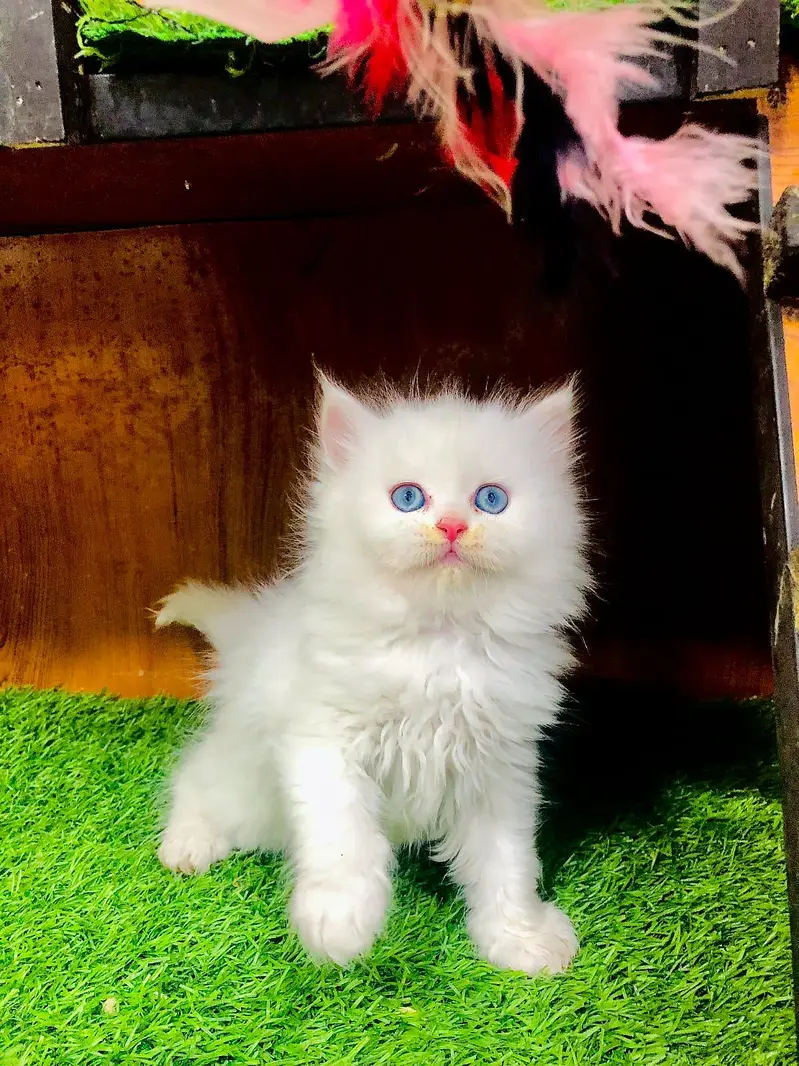 Cash on delivery persian cats & Kittens Available- Healthy & Playfull — photo 12