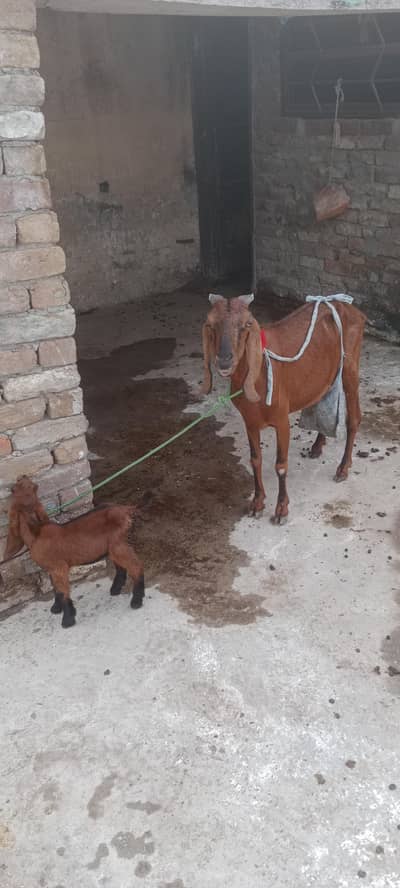 Bittal goat +male baby
