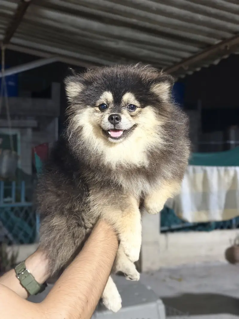 Pomeranian T-CUP male — photo 2