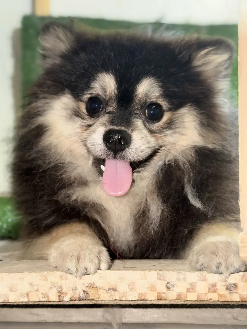 Pomeranian T-CUP male — photo 3