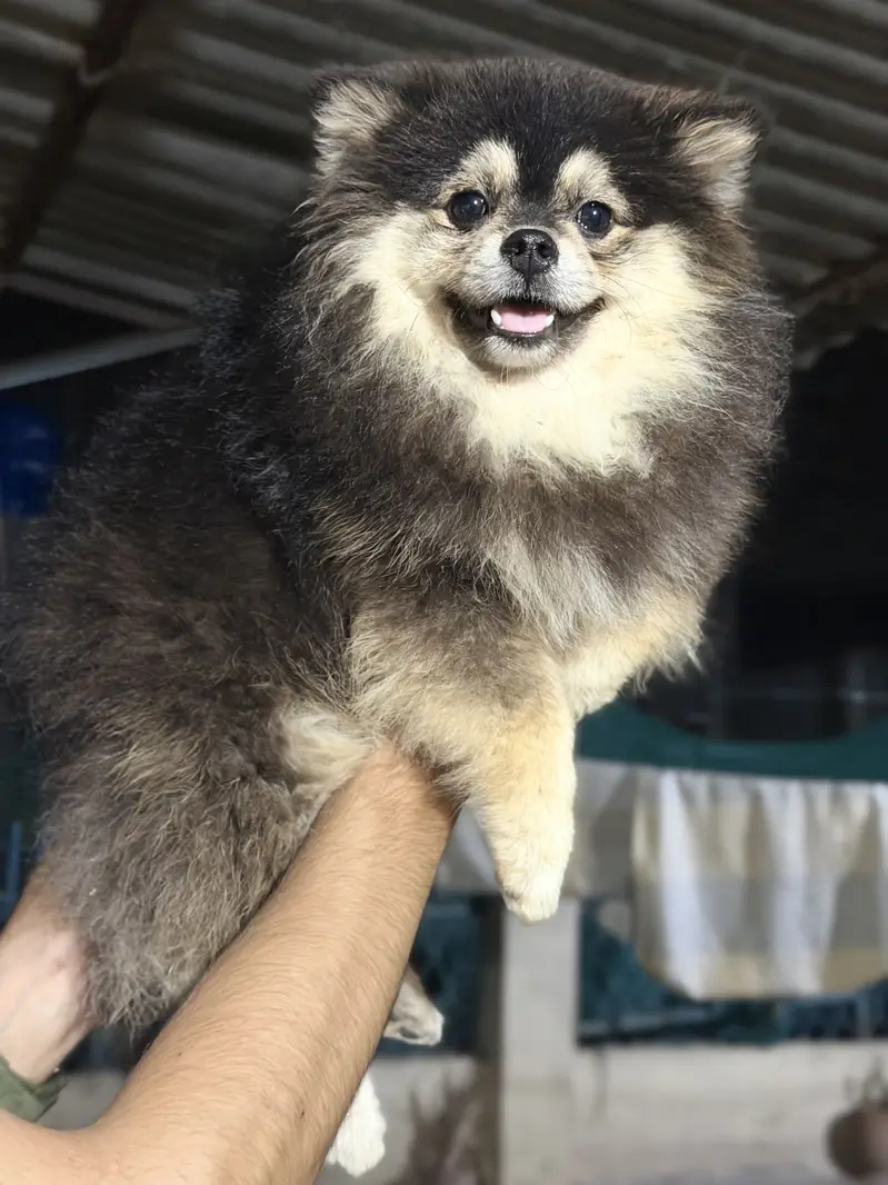 Pomeranian T-CUP male — photo 4