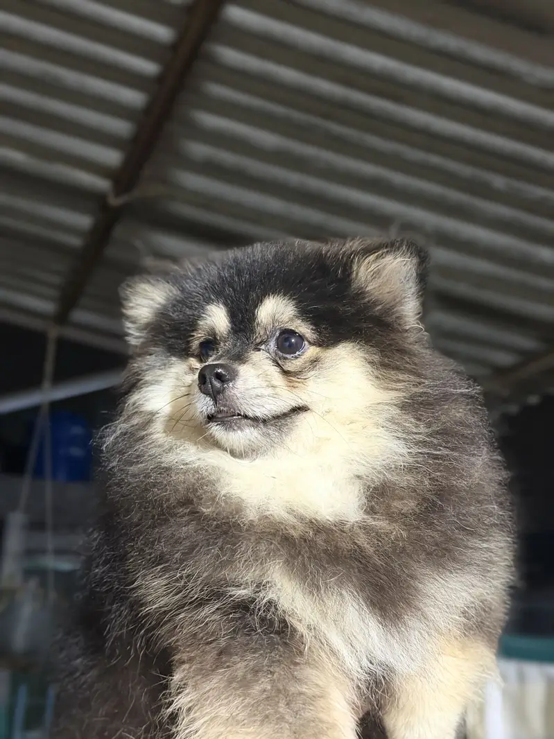 Pomeranian T-CUP male — photo 5