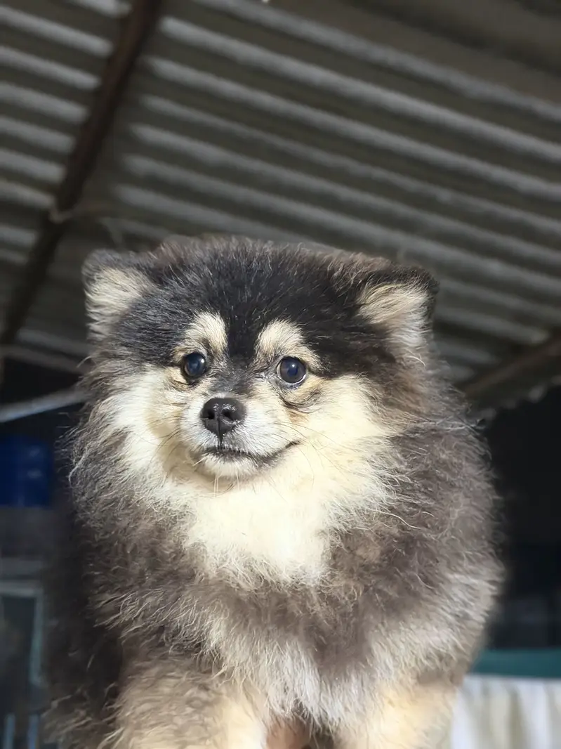 Pomeranian T-CUP male — photo 6