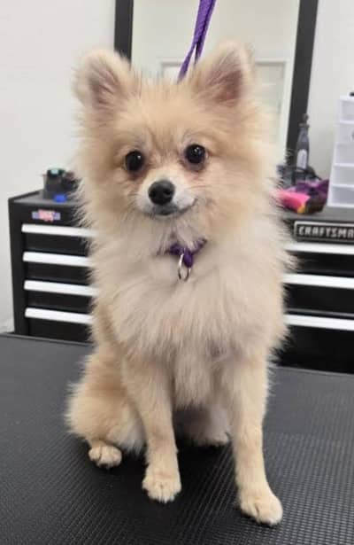 show class Pomeranian for sale male
