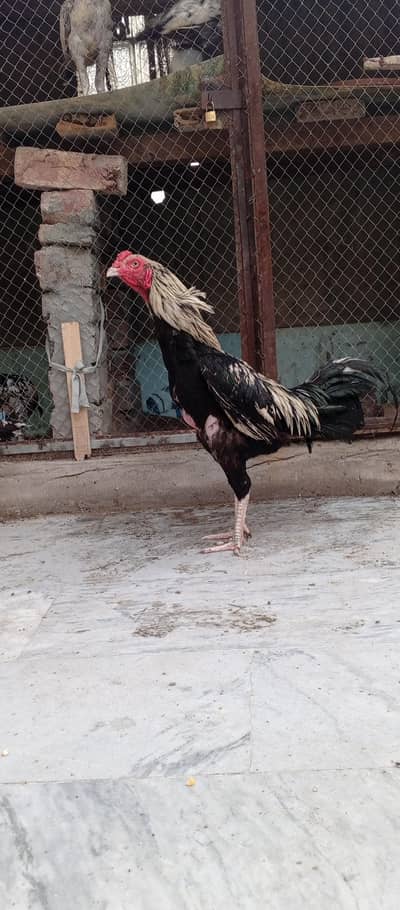 Aseel Sawa Patha