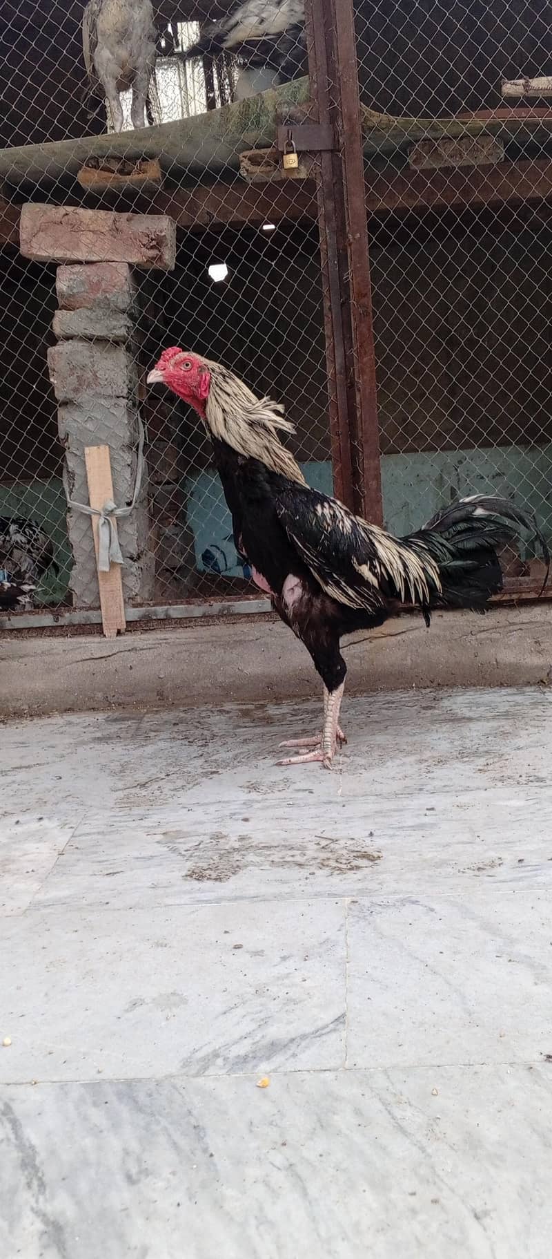 Aseel Sawa Patha 0