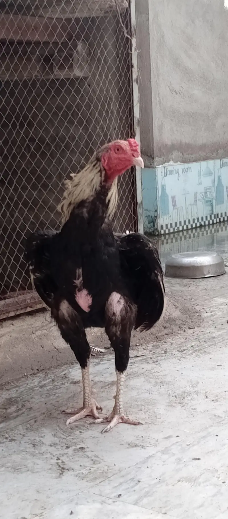 Aseel Sawa Patha — photo 3