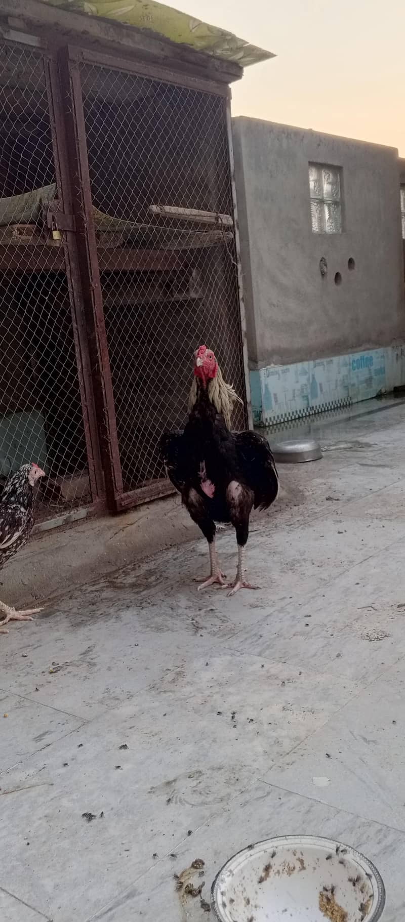 Aseel Sawa Patha 3