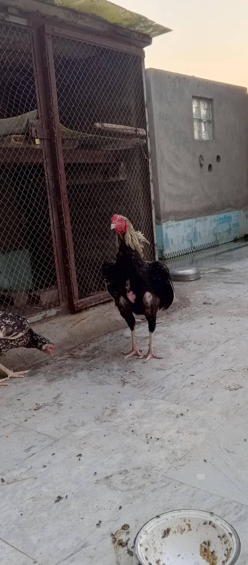Aseel Sawa Patha 4