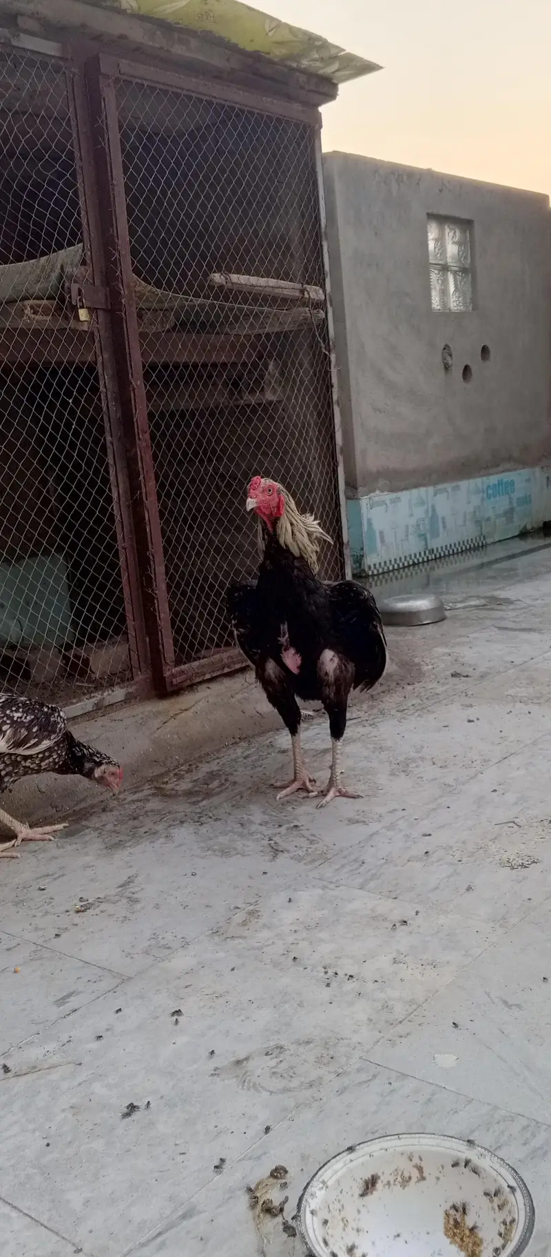Aseel Sawa Patha — photo 5