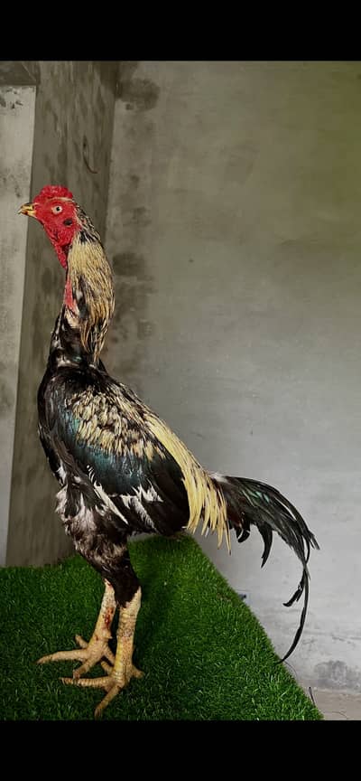Turkish hint. Burmi phty