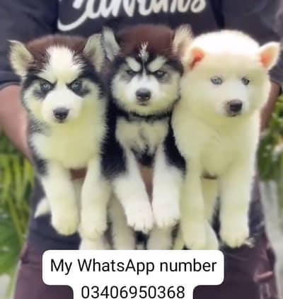 Siberian Husky  for sale