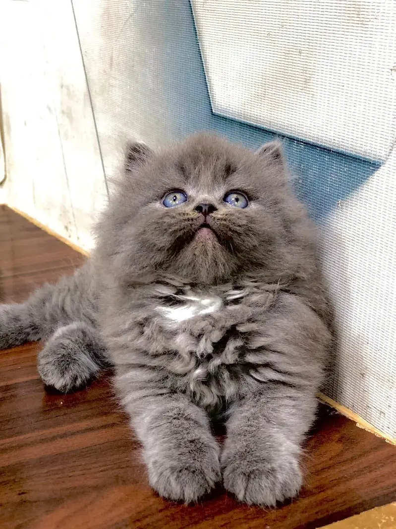 cash on delivery parshion kitten cat male female — photo 9