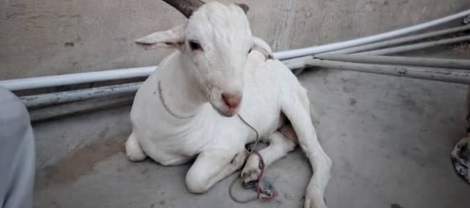 Desi goat for sale