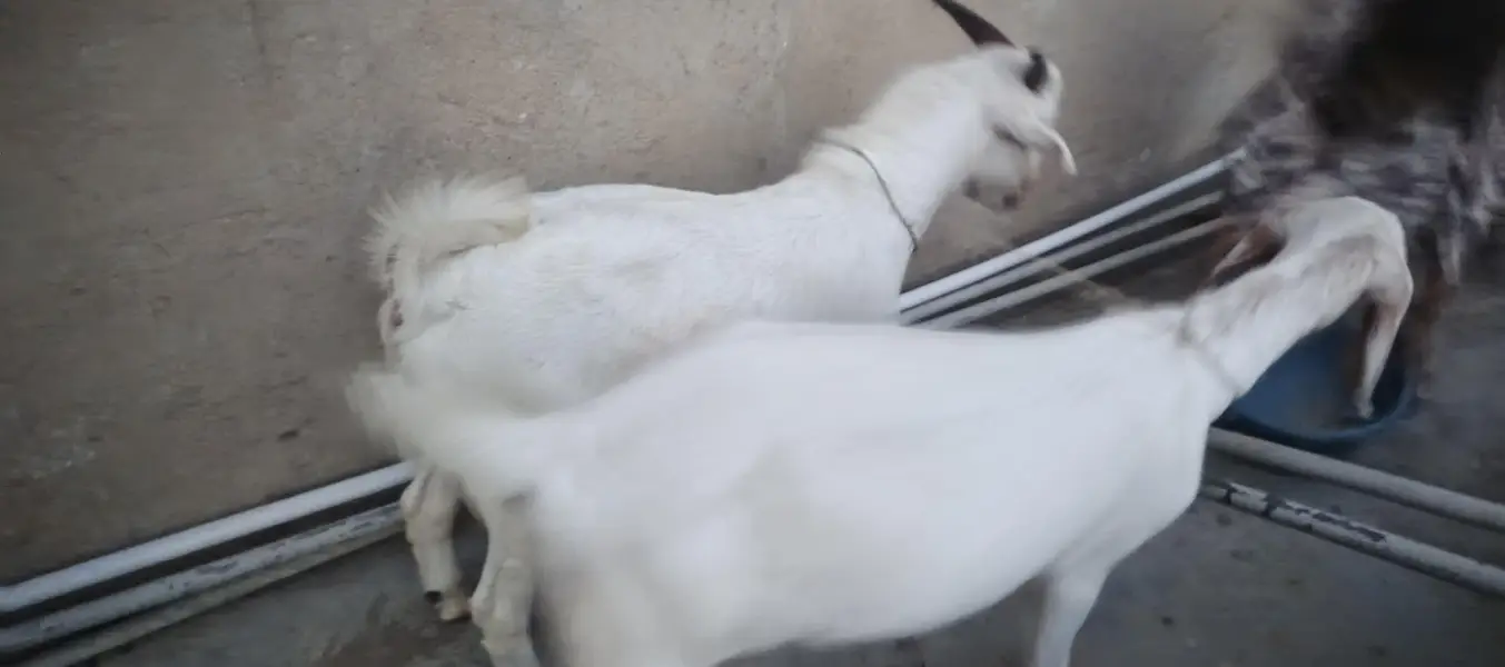 Desi goat for sale — photo 2